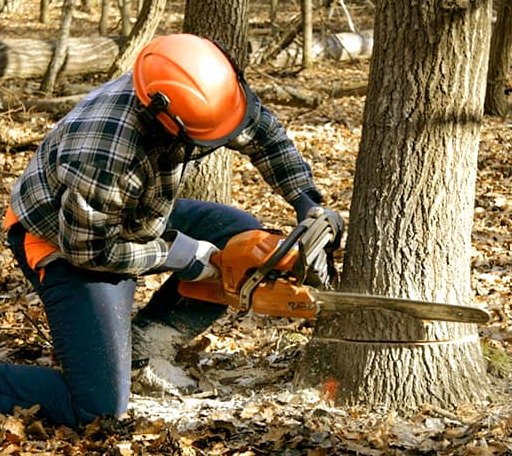 Tree Removal in Deep Gap, NC